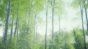 Weiße Birken im Wald im Sommer video