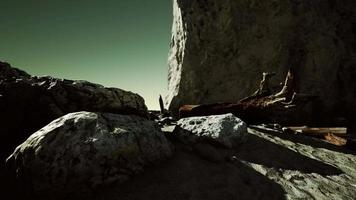 hyperlapse of rocky beach with dead trees video