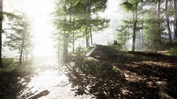 Sonnenaufgang in einem Wald mit Nebel video