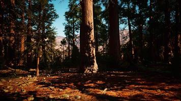 foresta di sequoie giganti del parco nazionale di sequoia nelle montagne della california video