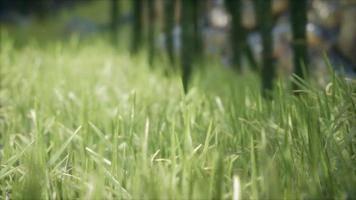 herbe verte fraîche sur la forêt video