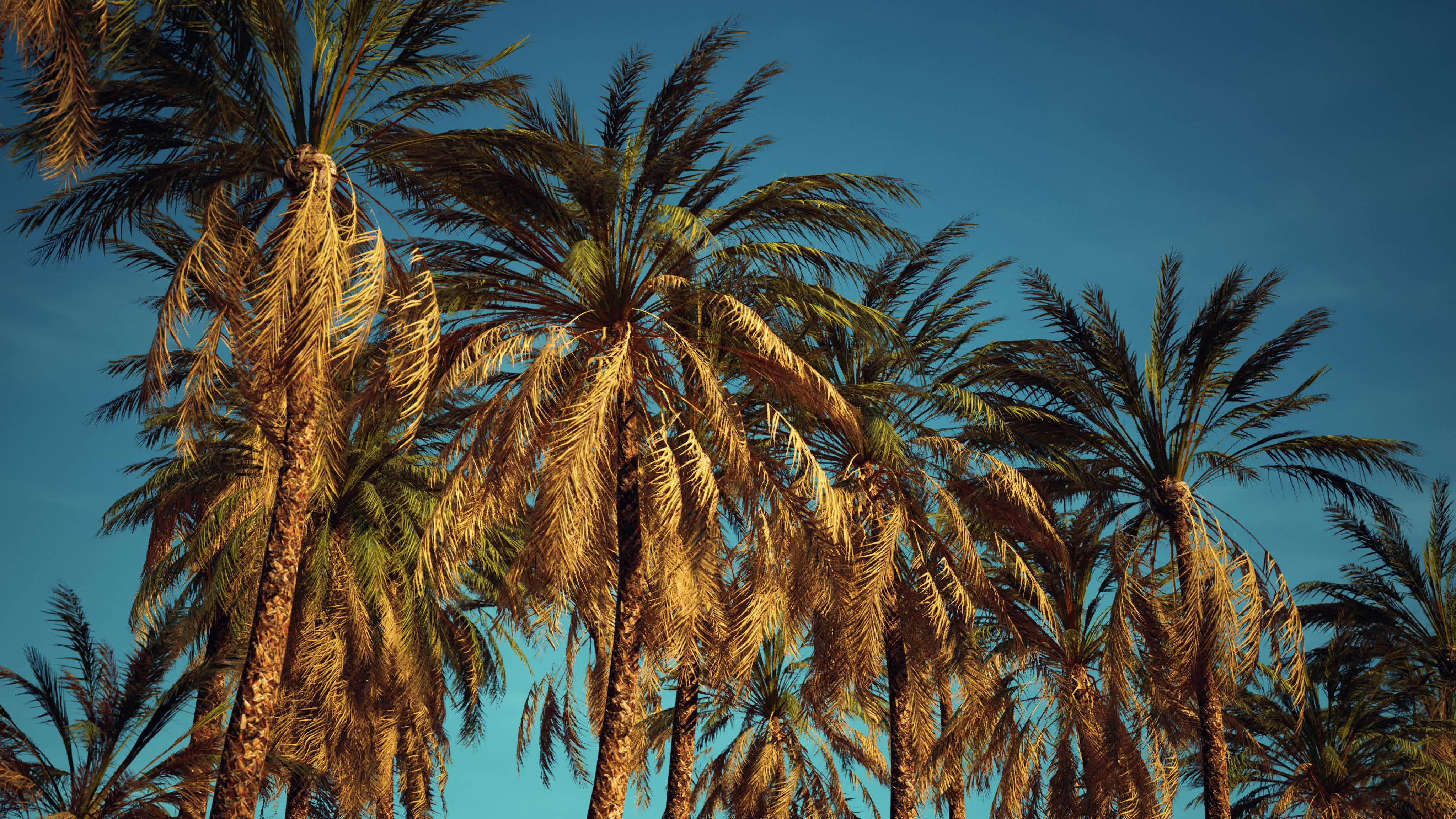 palms at blue sky background 6124974 Stock Video at Vecteezy