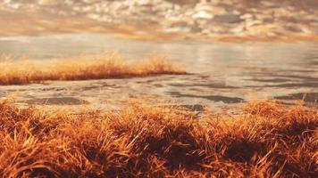 yellow dry grass on the mountain in autumn video