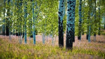 white birch trees in the forest in summer video