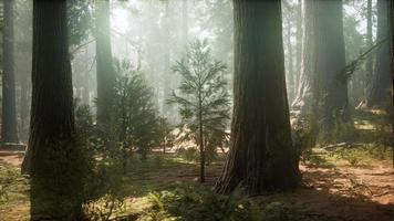 Sonnenaufgang in den Mammutbäumen, General Grant Grove, Sequoia National Park video