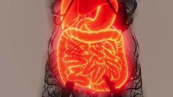 transparent human body with visible digestive system video