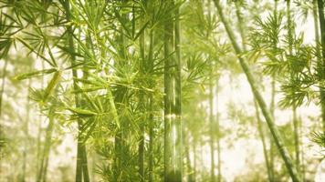 Asian Bamboo forest with sunlight video