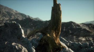 Dead pine tree at granite rock at sunset video