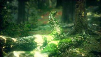 Old trees with lichen and moss in green forest video