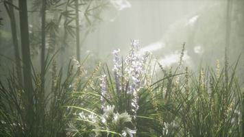 gräs blomma fält med mjukt solljus för bakgrund. video