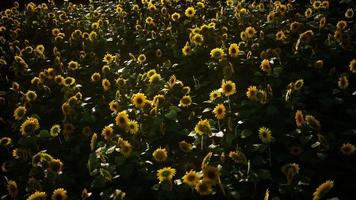 campo de girasoles y cielo nublado video