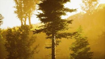 profundidade da floresta de coníferas com luz solar mágica passando entre as árvores video