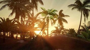 Sunset Beams through Palm Trees video