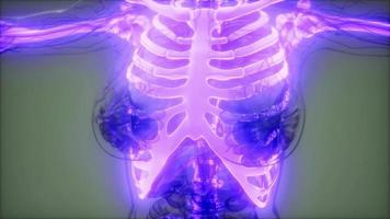 cuerpo humano transparente con huesos visibles video