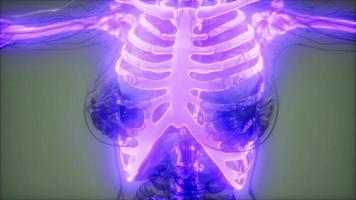 Transparent Human Body with Visible Bones video