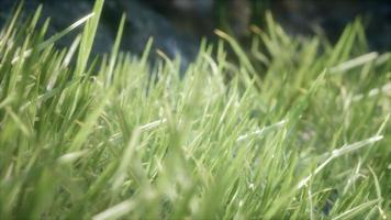 herbe verte fraîche sur la forêt video