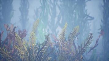 paysage marin de coraux mous-durs colorés tropicaux sous-marins video