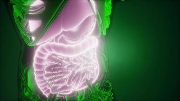 Human Body with Visible Digestive System video