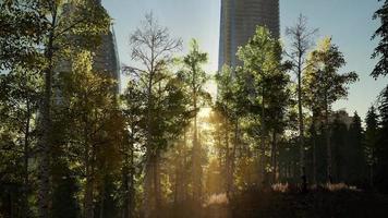 Wolkenkratzer und der Waldpark bei Sonnenaufgang video