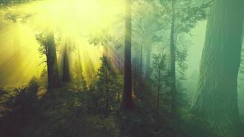 névoa da manhã na floresta de sequoias gigantes video