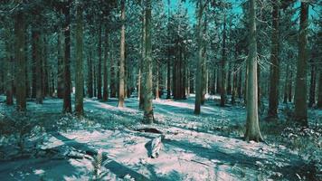 floresta de coníferas coberta de neve em dia ensolarado video
