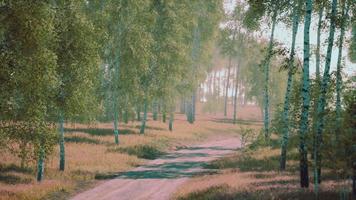 Birkenwald im Sonnenlicht am Morgen video