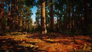 Sequoia redwood trees in the sequoia national park forest video