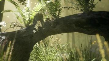 horizontally bending tree trunk with ferns growing, and sunlight shining video