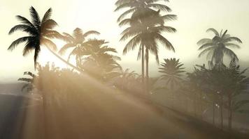 Coco palm trees tropical landscape video