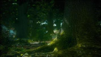 forest landscape with old massive trees and mossy stones video