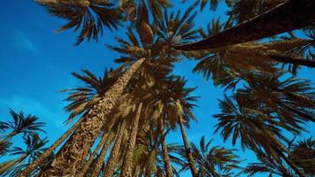 tropical palm trees from below video