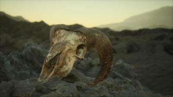 European mouflon ram skull in natural conditions in rocky mountains video