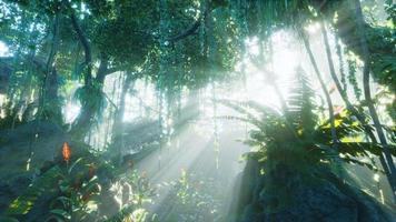 lumière du matin dans le magnifique jardin de la jungle video