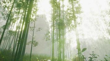 sunshine in the morning mist bamboo forest video