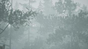 cloudy autumn day in the pine forest with fog video