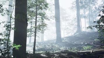 sunny silhouetted forest with sunbeams through fog video
