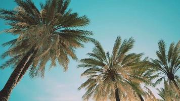 view of the palm trees passing by under blue skies video