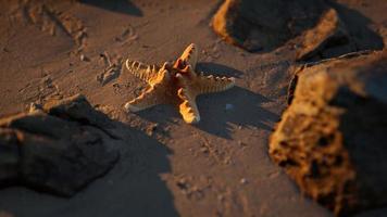 sjöstjärna på sandstrand vid solnedgången video