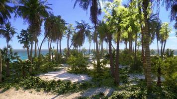 île déserte avec des palmiers sur la plage video