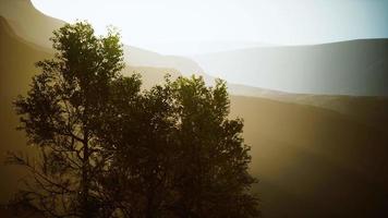 big pine trees growing from rocky outcropping in the mountains video