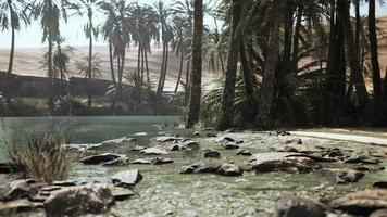 lagoa e palmeiras no oásis do deserto video