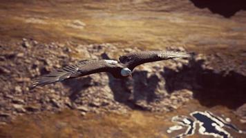 Águia careca americana em câmera lenta em voo sobre as montanhas do Alasca video