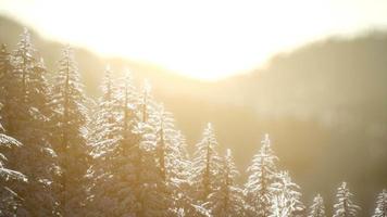 splendida scena di Natale nella foresta di montagna. alba invernale colorata video