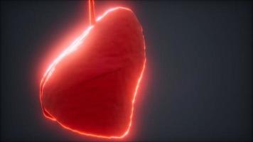 loop 3d rendered medically accurate animation of the human lung video