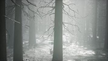 winter snow-covered forest on a cloudy day video