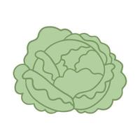 Cabbage in cartoon style with outline. Vector illustration isolated on white background.