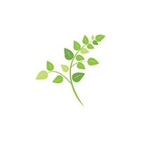 Moringa leaf illustration vector template