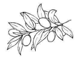 Vector sketch of olive branch. Hand drawn outline clipart. Eco food illustration isolated on white background.