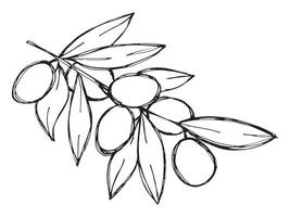 Vector sketch of olive branch. Hand drawn outline clipart. Eco food illustration isolated on white background.