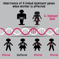 x-linked chromosome genetic inheritance vector